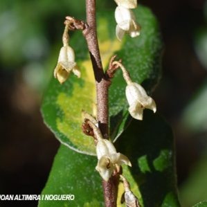 Elaeagnus x ebbingei “Gilt Edge”