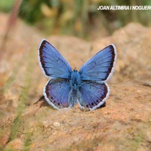 Plebejus argus