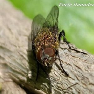 Pollenia rudis