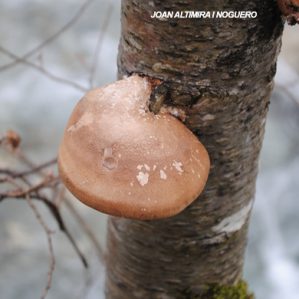 Fomitopsis betulina