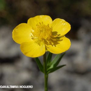 Ranunculus serpens subsp. nemorosus