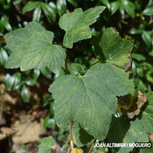 Ribes rubrum