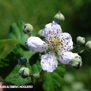 Rubus vigoi