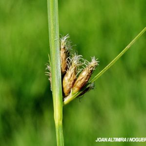 Schoenoplectus pungens