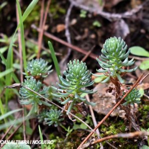 Sedum reflexum