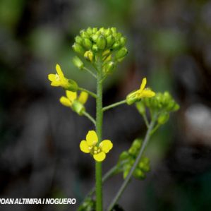Sisymbrium crassifolium