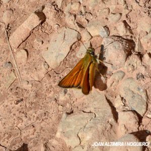 Thymelicus lineola