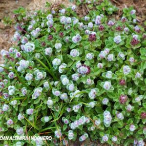 Thymus serpyllum subsp. carniolicus