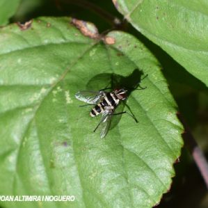 Trigonospila