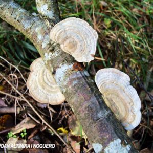 Trametes suaveolens