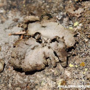 Umbilicaria hirsuta