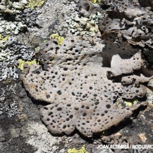 Umbilicaria spodochroa