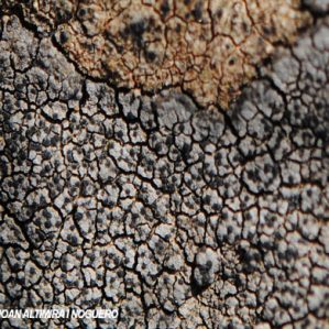 Placopyrenium fuscellum