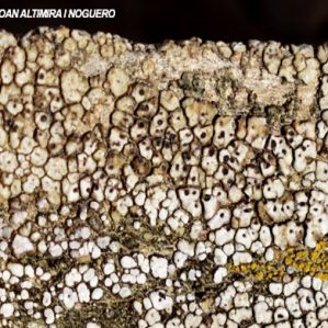 Acarospora umbilicata