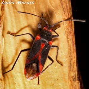 Caenocoris nerii