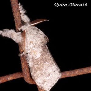 Calliteara pudibunda