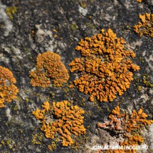 Calogaya saxicola