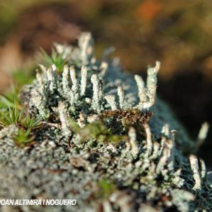 Cladonia bacilliformis