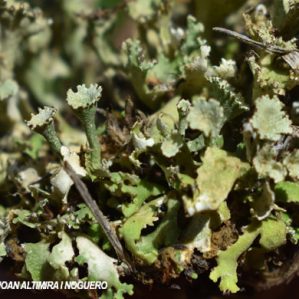 Cladonia cyathomorpha