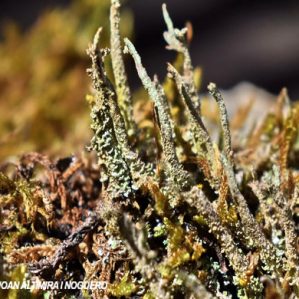 Cladonia polydactyla