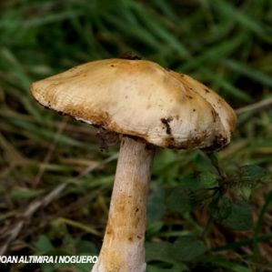 Cortinarius delibutus