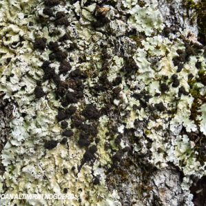 Dendriscocaulon umhausense