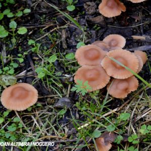 Entoloma conferendum