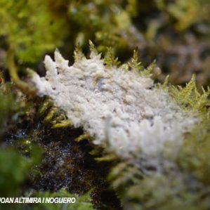 Sebacina incrustans
