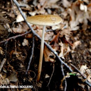 Hymenopellis radicata