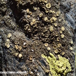 Lecanora stenotropa