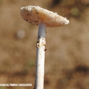 Lepiota clypeolaria