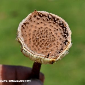 Lepiota echinacea