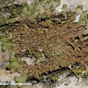 Melanelixia subaurifera