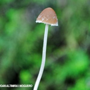 Mycena amicta