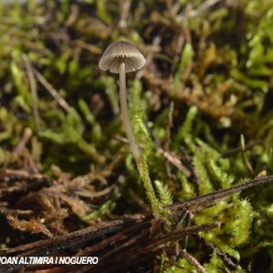 Mycena cinerella