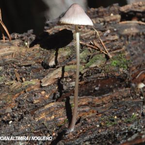 Mycena capillaripes