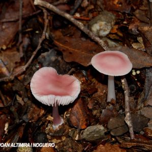 Mycena rosea