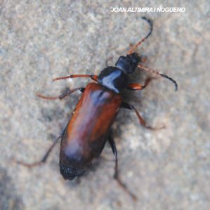 Omophlus proteus