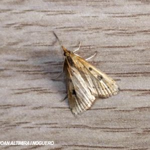 Parapoynx stratiotata