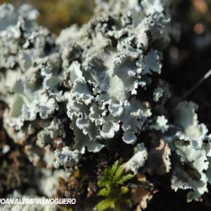 Parmotrema reticulatum