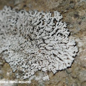 Physcia albinea