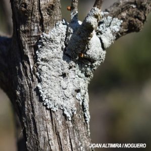 Physcia clementei
