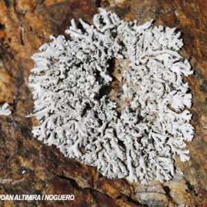 Physcia tribacia