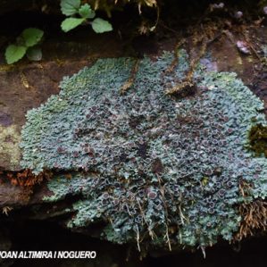 Physconia venusta