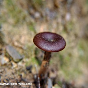 Pseudoclitocybe cyathiformis