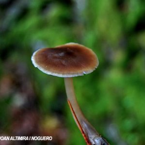 Rhodocollybia butyracea