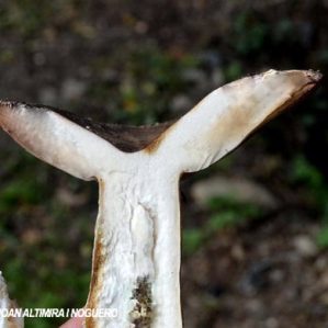 Russula foetens
