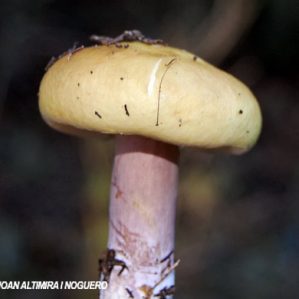 Russula violeipes var. citrina