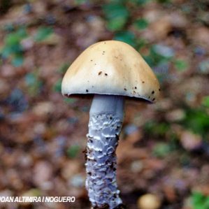 Stropharia ambigua
