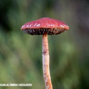 Stropharia aurantiaca